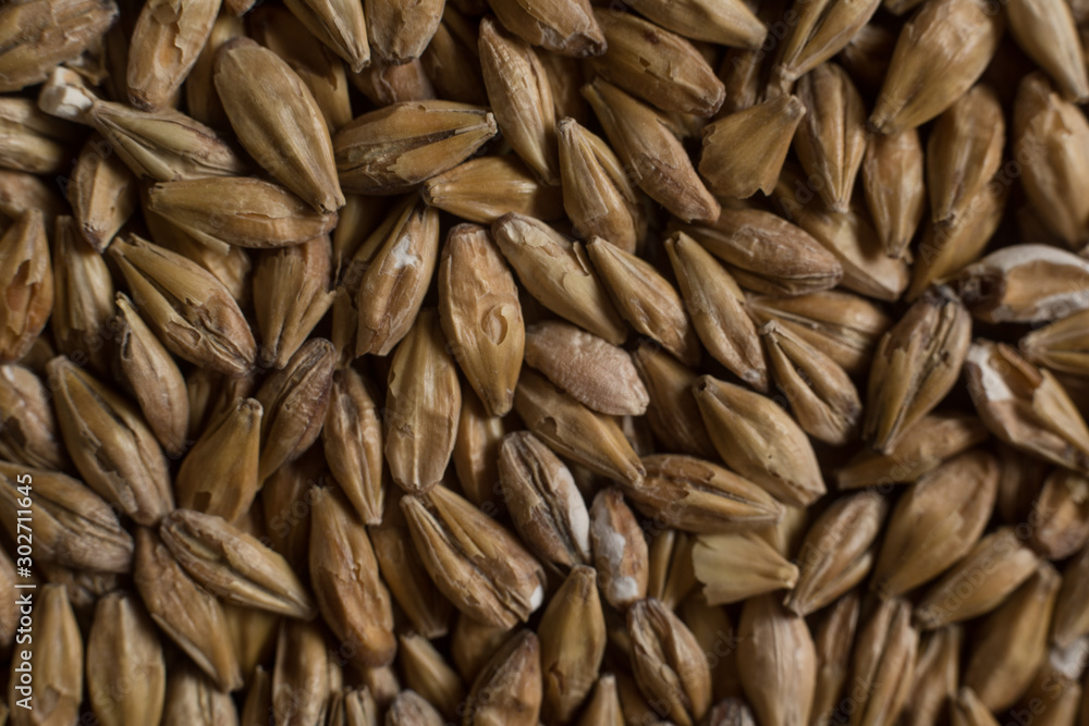 Malt, wheat grains for brewing. Malt background. Top view, flat lay Malt, wheat grains for brewing. Malt background. Top view, flat lay