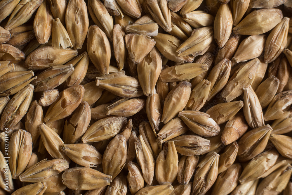 Malt, wheat grains for brewing. Malt background. Top view, flat lay Malt, wheat grains for brewing. Malt background. Top view, flat lay