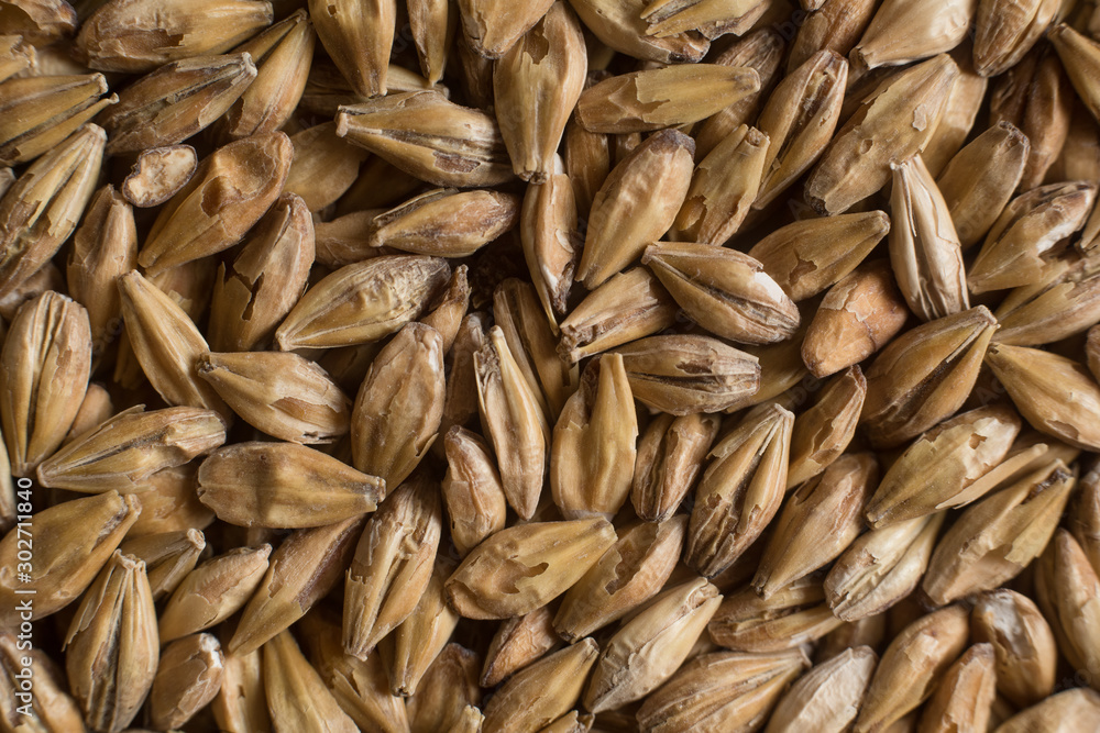 Malt, wheat grains for brewing. Malt background. Top view, flat lay Malt, wheat grains for brewing. Malt background. Top view, flat lay