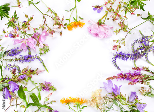 Beautiful colorful blooming wild flowers isolated on a white background. Flower frame with a text space.