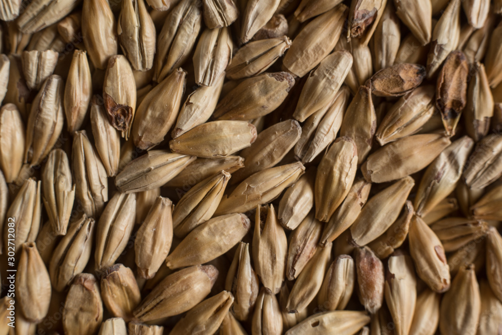 Malt, wheat grains for brewing. Malt background. Top view, flat lay Malt, wheat grains for brewing. Malt background. Top view, flat lay