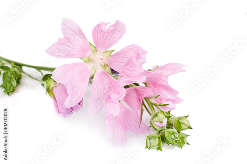 Pink mallow flowers isolated on a white background photo