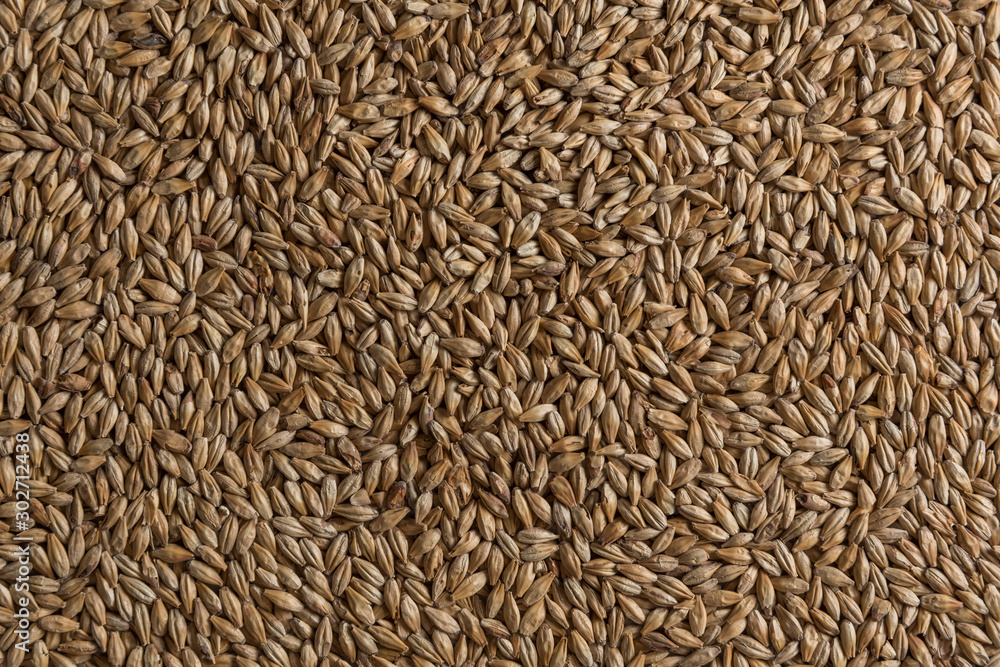 Malt, wheat grains for brewing. Malt background. Top view, flat lay Malt, wheat grains for brewing. Malt background. Top view, flat lay