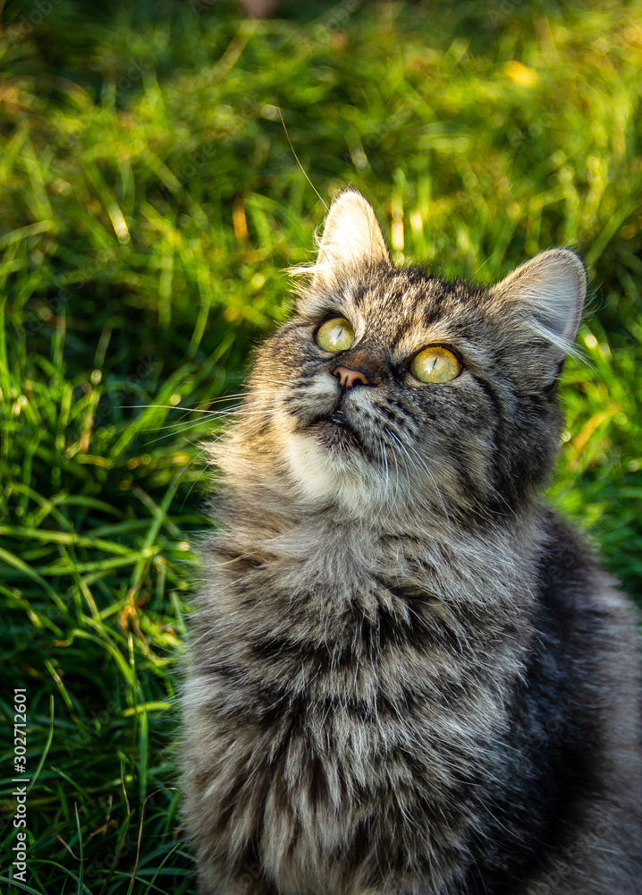Cat looks up. Cute cat on green grass.