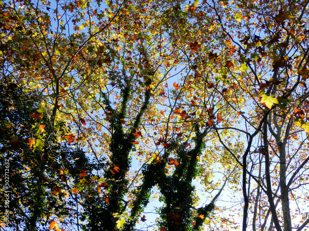 Paisajes y árboles con sus hojas de color anaranjado en la estación del otoño.