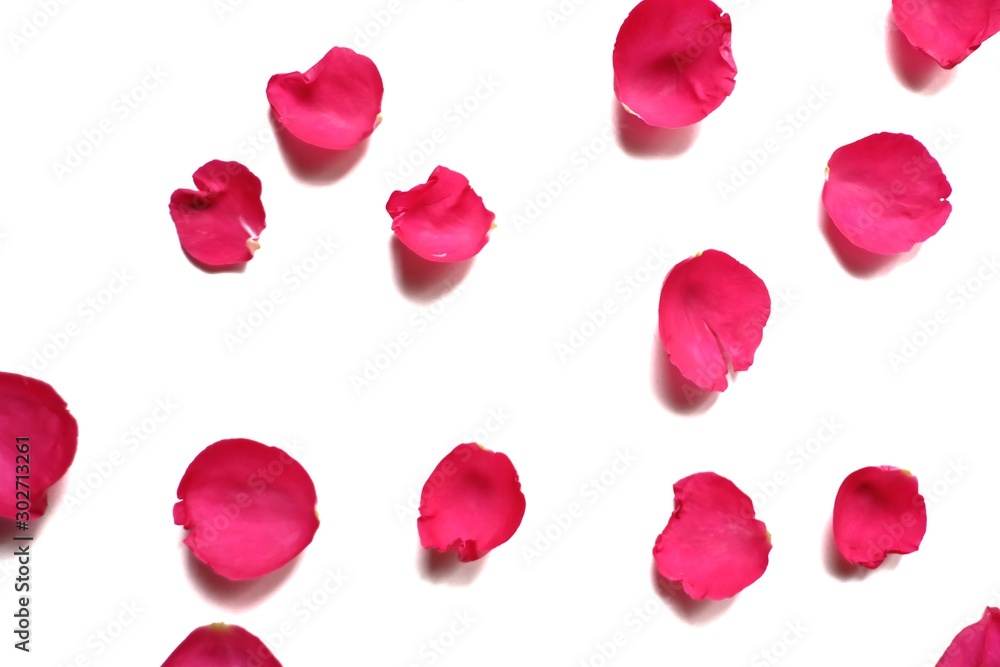 In selective focus of sweet red rose corollas on white isolated background and colorful flora details