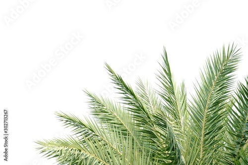 Palm leaves on white isolated background for green foliage backdrop