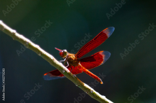 dragonfly photo