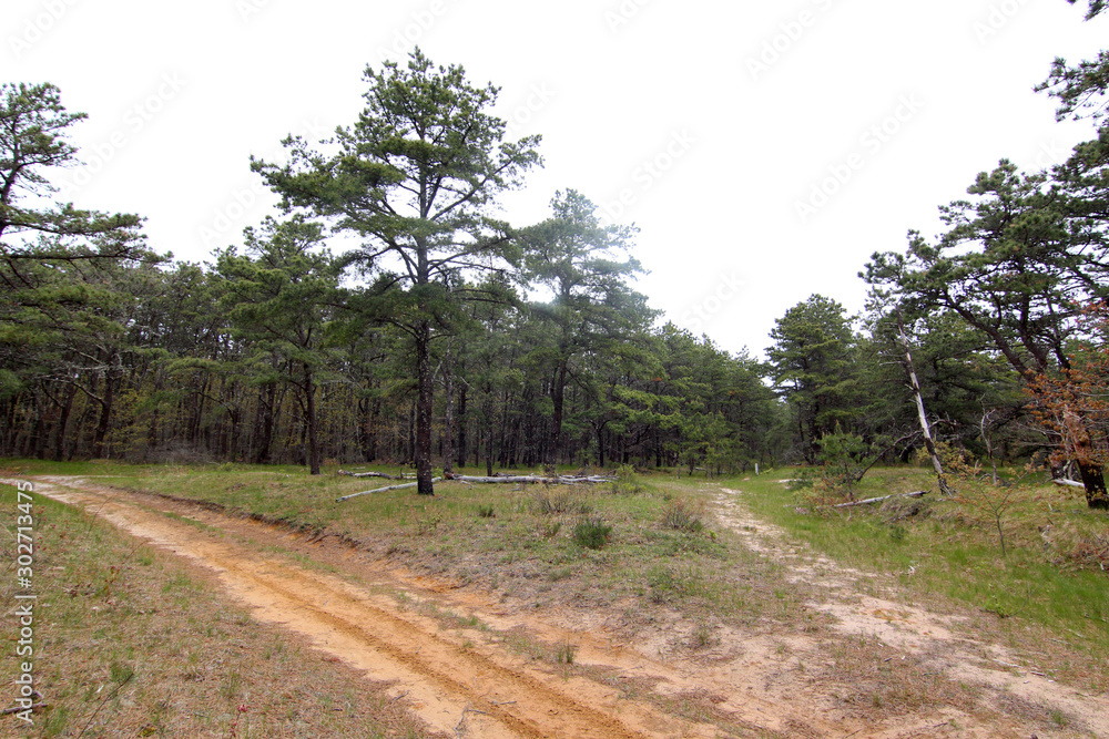 Fototapeta premium Fork in the Road at Wellfleet, Cape Cod