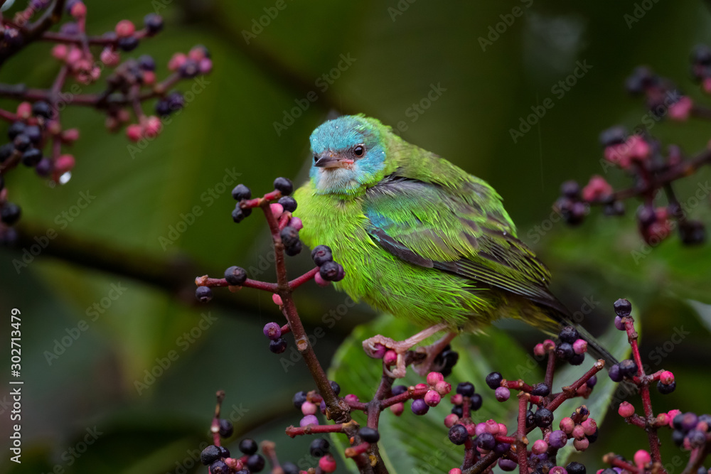 Blue Dacnis - Dacnis cayana, beautiful colore perching bird from Andean slopes of South America, Guango lodge, Ecuador.