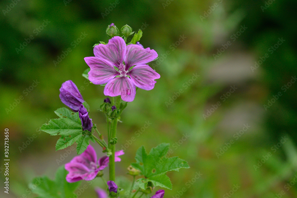 Wilde Malve, Malva sylvestris Wilde Malve, Malva sylvestris