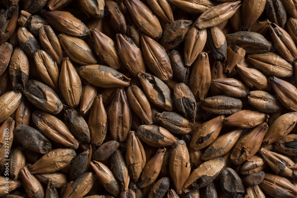 Malt, wheat grains for brewing. Malt background. Top view, flat lay Malt, wheat grains for brewing. Malt background. Top view, flat lay