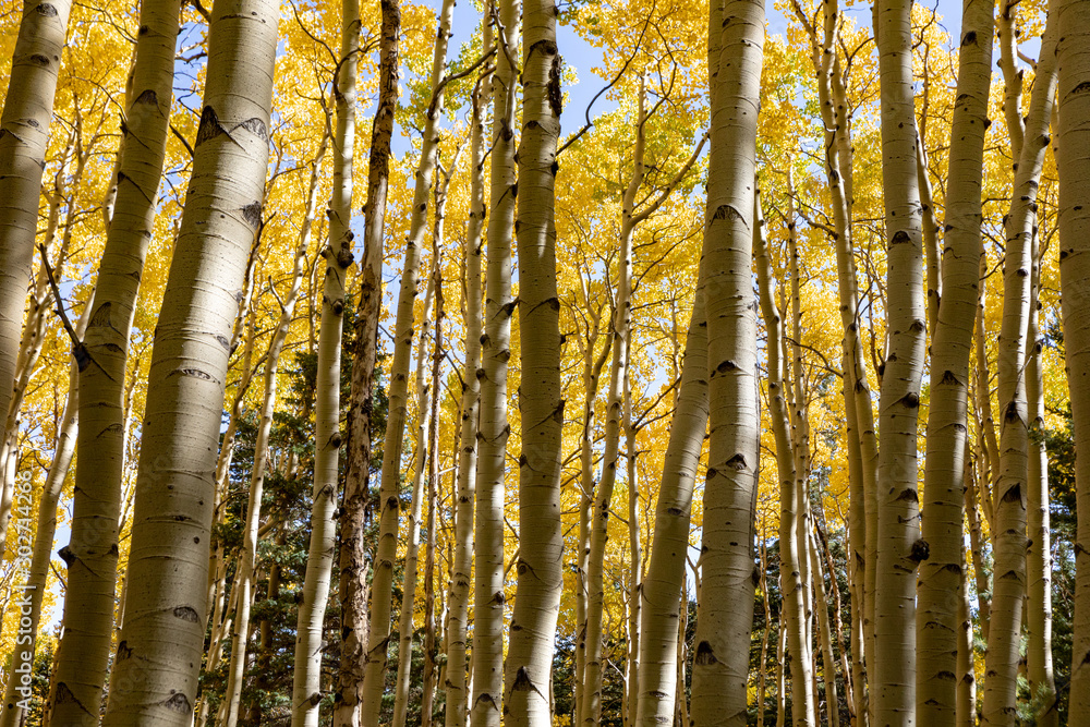 Locket Meadow near Flagstaff in the Fall with changing leaves Locket Meadow near Flagstaff in the Fall with changing leaves