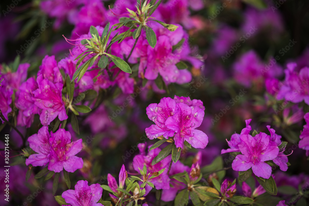 Redviolet rhododendron blooms in spring in the garden Redviolet rhododendron blooms in spring in the garden