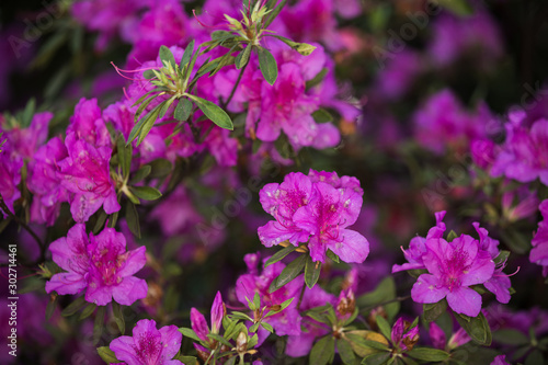 Redviolet rhododendron blooms in spring in the garden photo