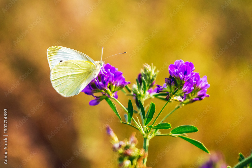 White butterfly on purple clover flower on bright blurred background_ White butterfly on purple clover flower on bright blurred background_