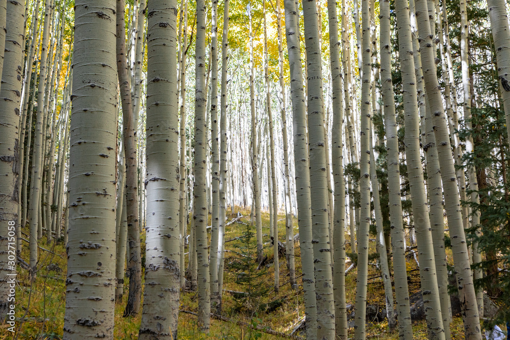 Locket Meadow near Flagstaff in the Fall with changing leaves Locket Meadow near Flagstaff in the Fall with changing leaves