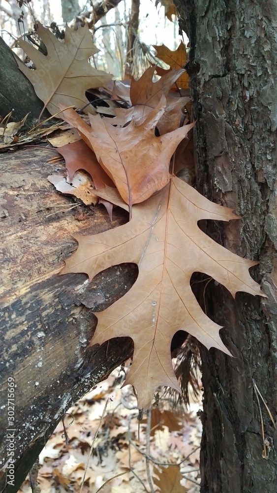 Beautiful colored leaves of a tree. Macro shooting