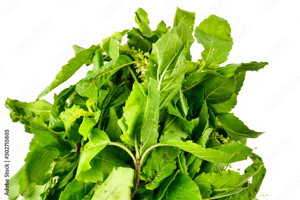 Holy Basil , Ocimum sanctum, Ocimum tenuiflorum ,or tulsi leaves isolate on white background.Health benefits of Tulsi leaf or Holy Basil essential oil Holy Basil , Ocimum sanctum, Ocimum tenuiflorum ,or tulsi leaves isolate on white background.Health benefits of Tulsi leaf or Holy Basil essential oil