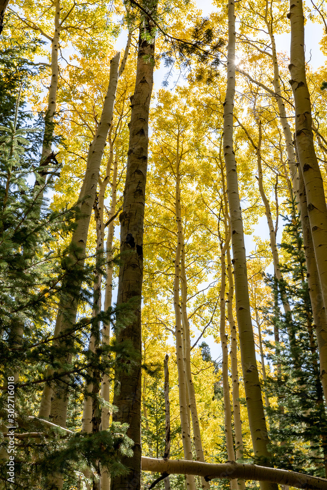 Obraz premium Locket Meadow near Flagstaff in the Fall with changing leaves