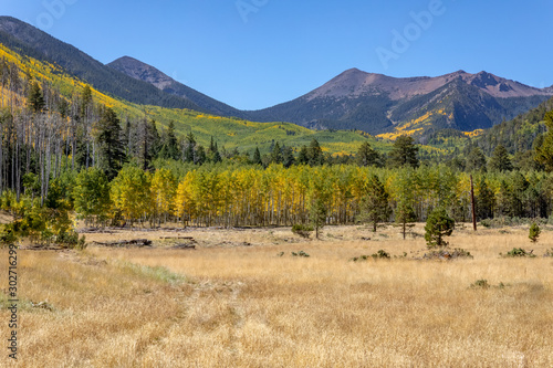 Locket Meadow near Flagstaff in the Fall with changing leaves