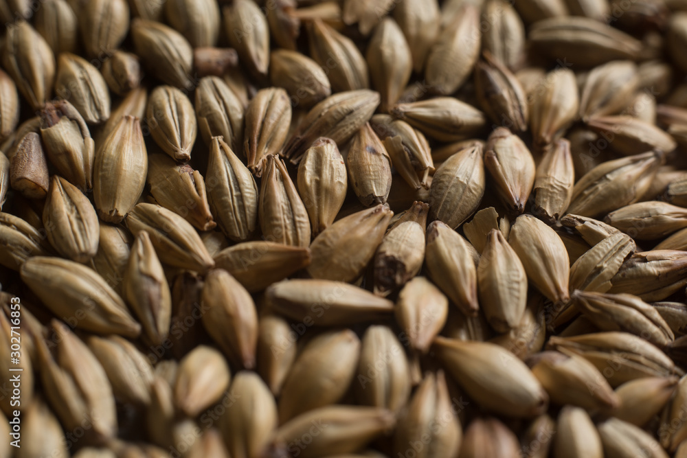 Malt, wheat grains for brewing. Malt macro background. Depth of field. Malt, wheat grains for brewing. Malt macro background. Depth of field.