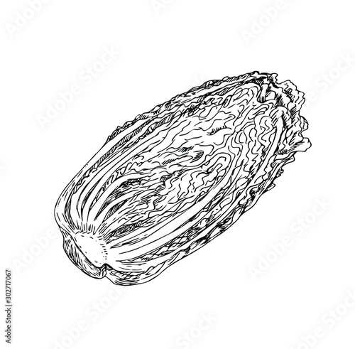 Half of chinese cabbage in line art style.
