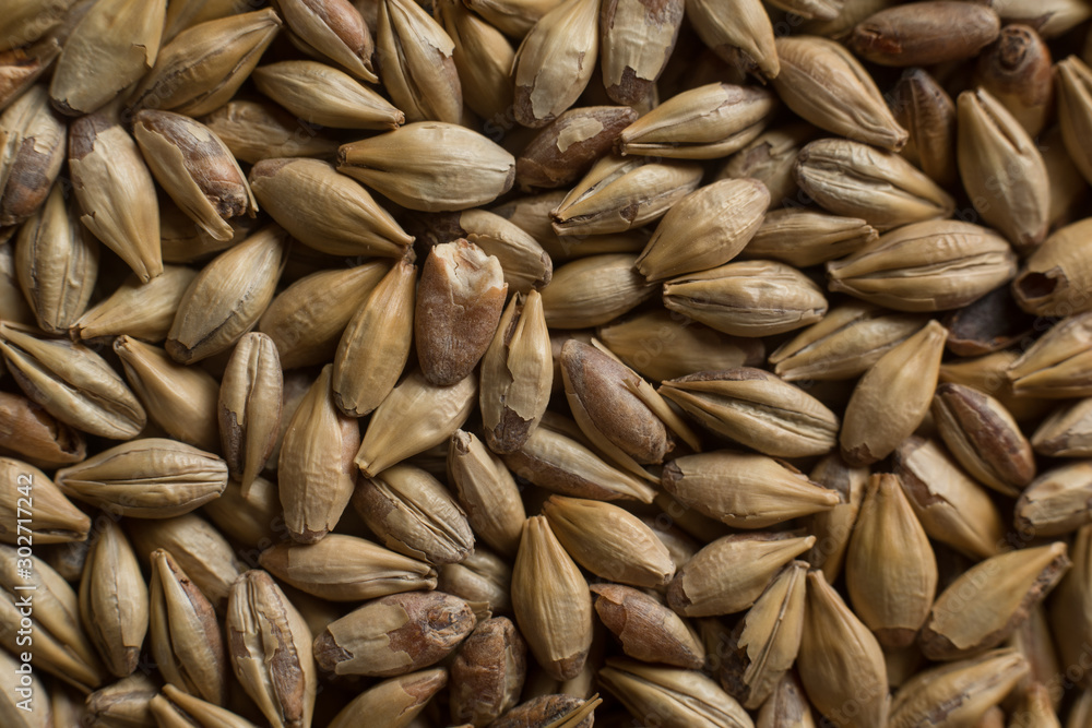 Malt, wheat grains for brewing. Malt background. Top view, flat lay Malt, wheat grains for brewing. Malt background. Top view, flat lay