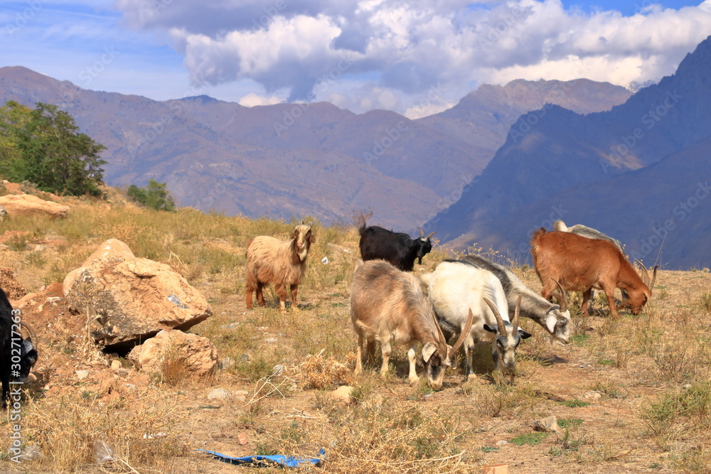 Goats on a Rock near Charvak Reservoir in Uzbekistan, Chimgan Mountains