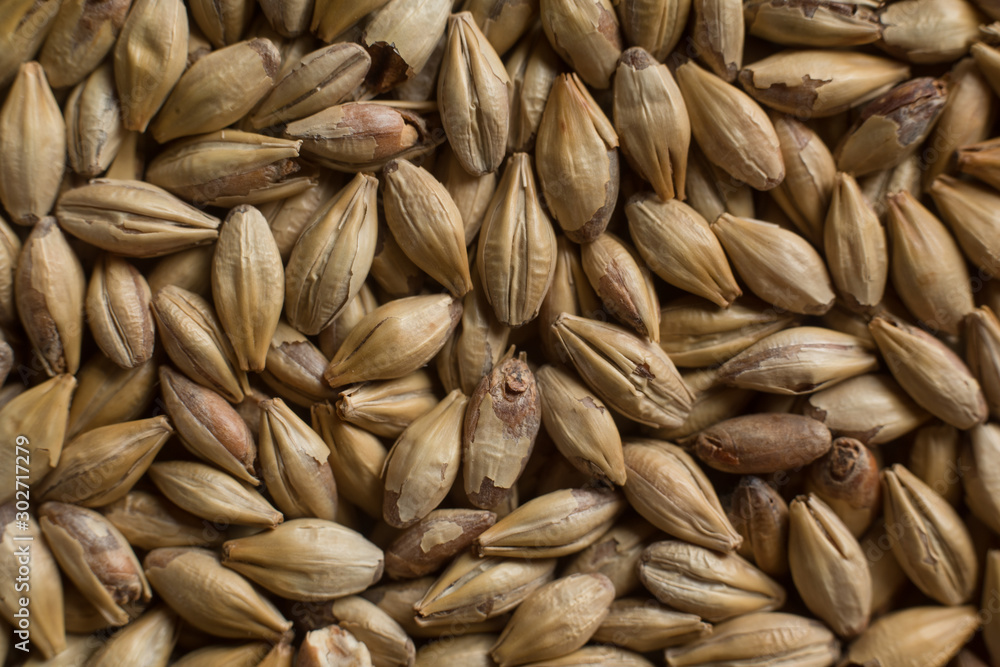 Malt, wheat grains for brewing. Malt background. Top view, flat lay Malt, wheat grains for brewing. Malt background. Top view, flat lay