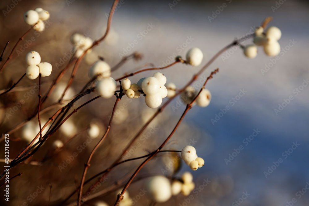 bush that has white berries in early winter near my new job at Umedalen bush that has white berries in early winter near my new job at Umedalen