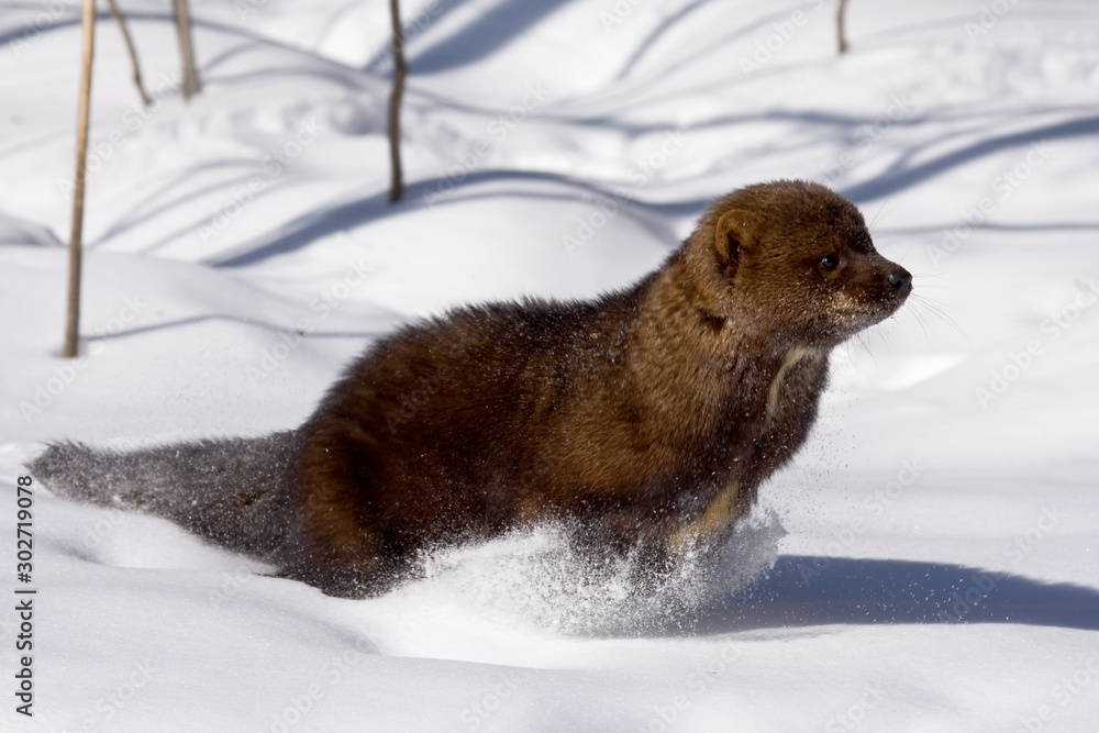 Obraz premium Fisher, Martes pennanti,