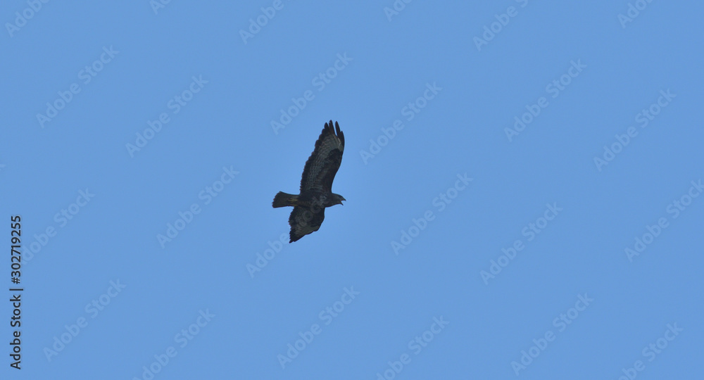 Portrait of common buzzard flying on the blue heaven Portrait of common buzzard flying on the blue heaven