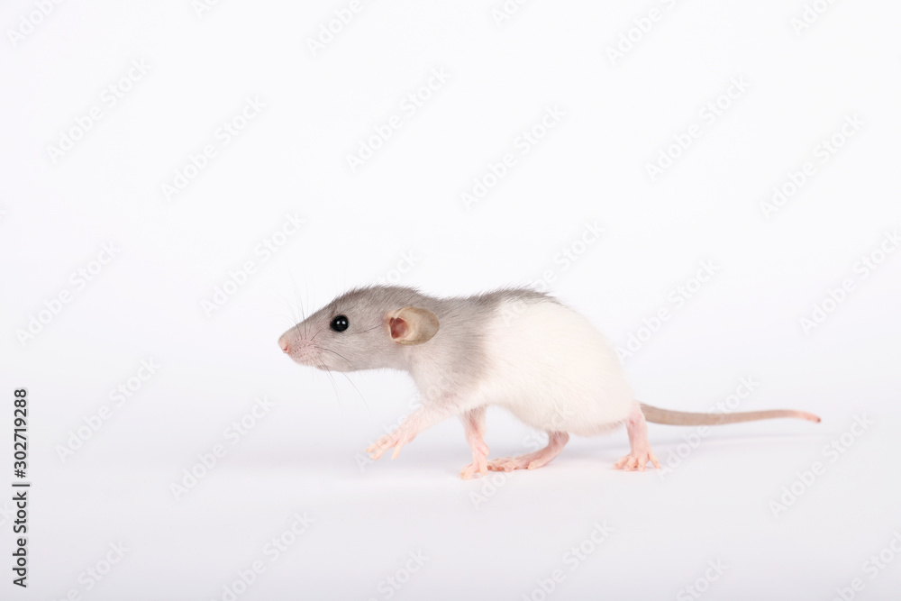 Little mouse on a white background. With place for text. The mouse is in motion. Little mouse on a white background. With place for text. The mouse is in motion.