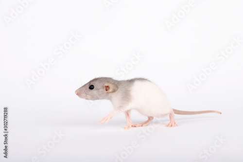 Little mouse on a white background. With place for text. The mouse is in motion.