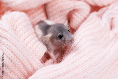 Mouse on a pink plaid. Little mouse