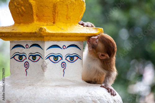 Photography Monkey at the Swayambhunath temple or monkey temple in Kathmandu, Nepal
