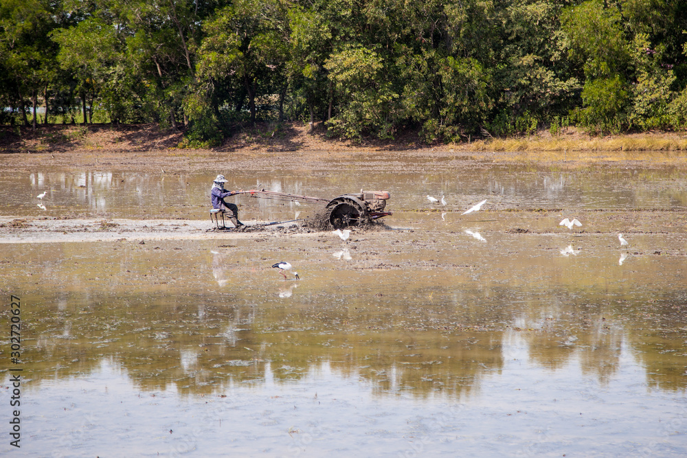 A farmer man driving a tractor To adjust the topsoil of the large rice For planting rice in this coming season