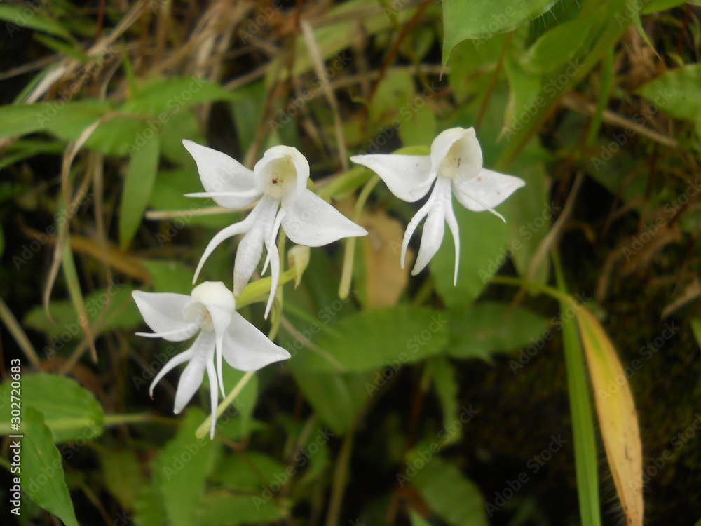 Fototapeta premium white flowers in garden