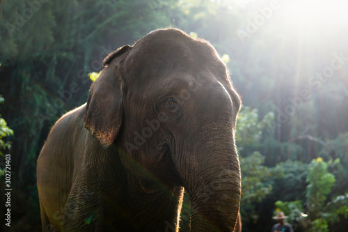 Photography elephant