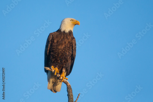 Bald Eagle adult perched taken in central MN