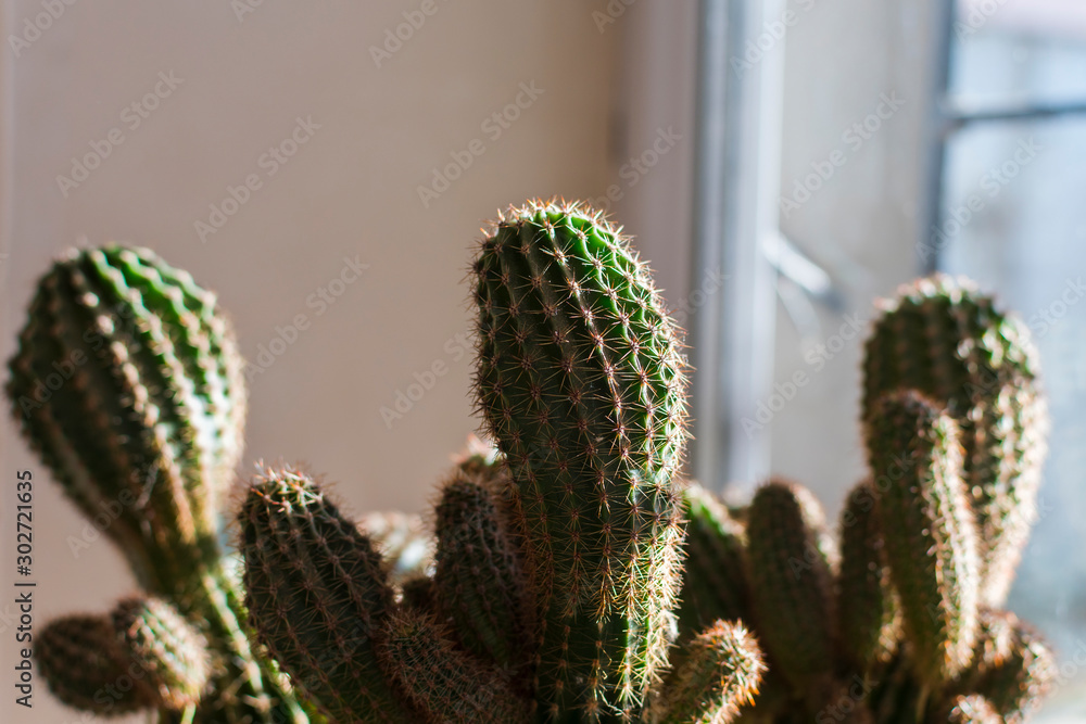 cacti on the windowsill closeup cacti on the windowsill closeup