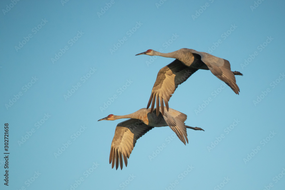 Obraz premium Sandhill Crane in flight taken in central Wisconsin