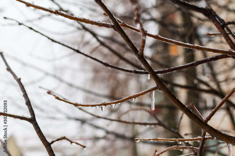 icicles on the branches. the cold snap after the rain