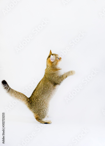Playful cat on white backgroung