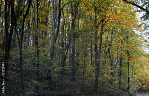 forest landscape in autumn colors © oljasimovic