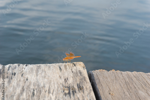 Amazing Flame Skimmer Orange Dragonfly Macro Photography. Beautiful Golden wing skimmer or darter or meadowhawks of the Libellulidae family. photo