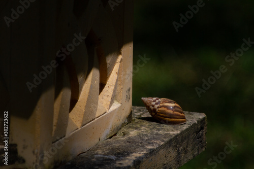 snail housing