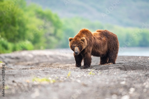 Φωτογραφία The Kamchatka brown bear, Ursus arctos beringianus catches salmons at Kuril Lake in Kamchatka, running in the water, action picture