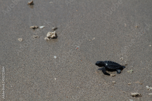 Baby Turtle at the Beach